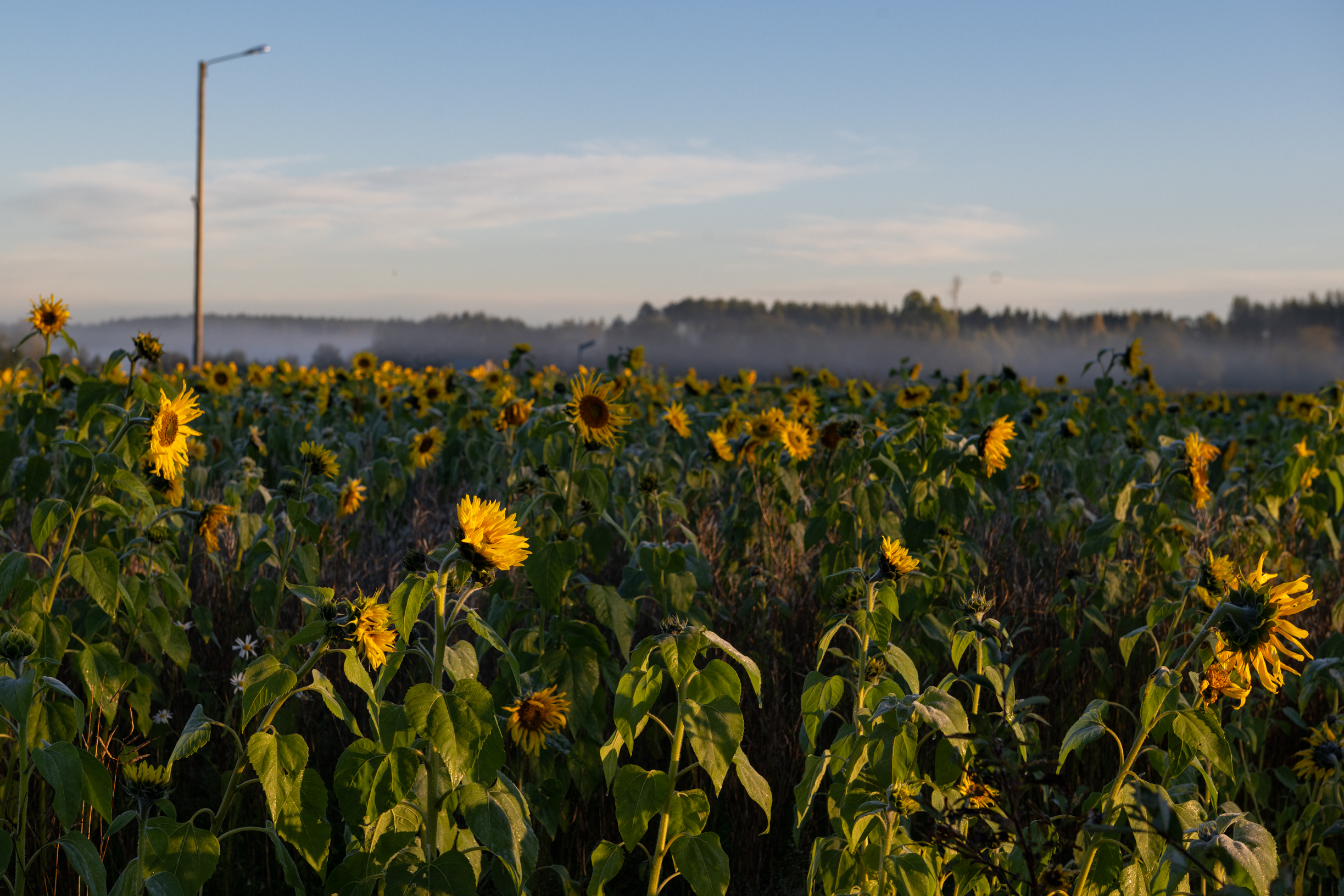 Kuva auringonkukkapellosta